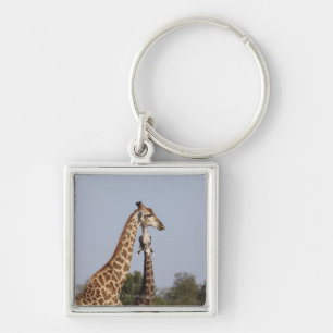 Two Giraffe, Kruger National Park, South Africa Key Ring