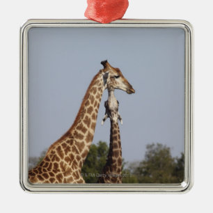 Two Giraffe, Kruger National Park, South Africa Metal Tree Decoration
