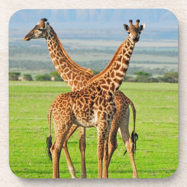 Two Giraffes Coaster (Front)