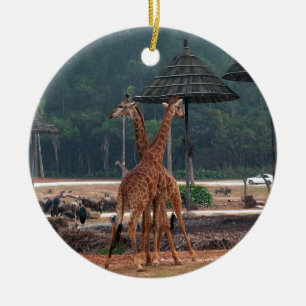 Two giraffes comforting each other in a zoo ceramic ornament