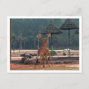 Two giraffes comforting each other in a zoo postcard