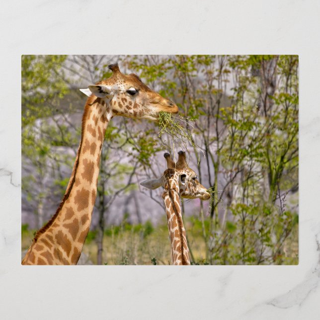 Two giraffes eating grass foil holiday postcard (Front)