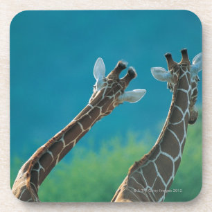 Two Giraffes (Giraffa camelopardalis) Coaster