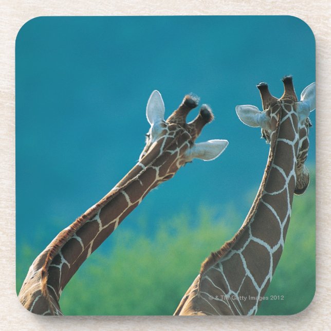 Two Giraffes (Giraffa camelopardalis) Coaster (Front)