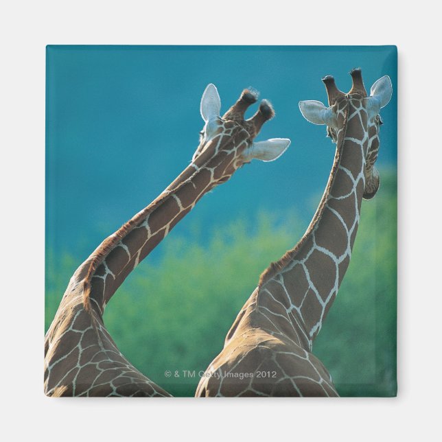 Two Giraffes (Giraffa camelopardalis) Magnet (Front)
