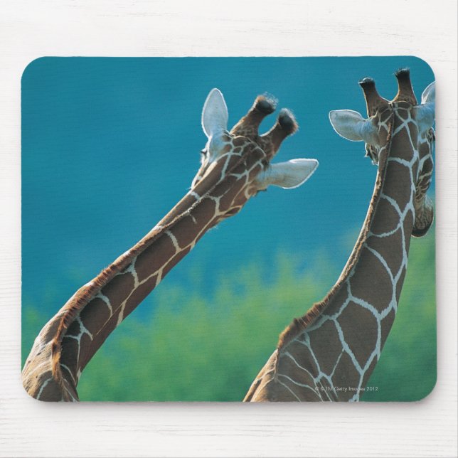 Two Giraffes (Giraffa camelopardalis) Mouse Pad (Front)