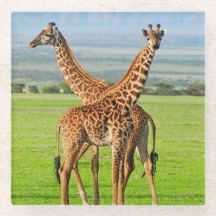 Two Giraffes Glass Coaster