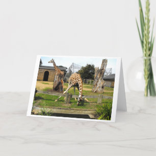 Two giraffes holiday card