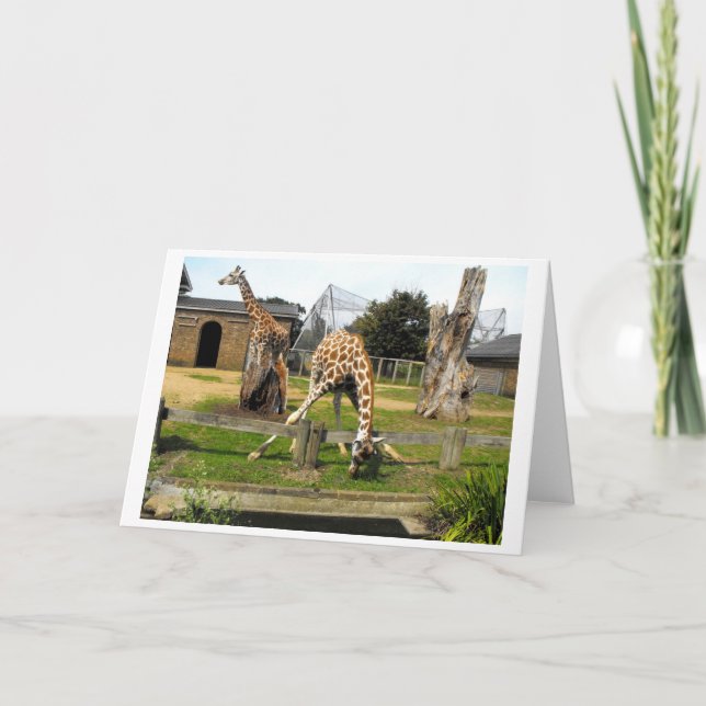 Two giraffes holiday card (Front)