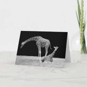 Two Giraffes in Black and White Card