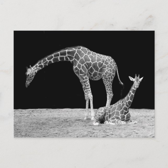Two Giraffes in Black and White Postcard (Front)