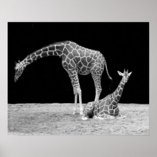 Two Giraffes in Black and White Poster