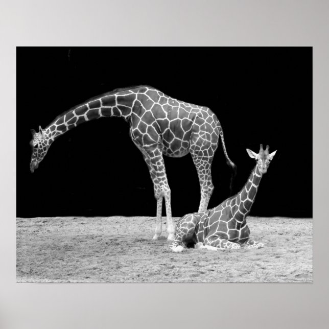 Two Giraffes in Black and White Poster (Front)