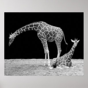 Two Giraffes in Black and White Poster