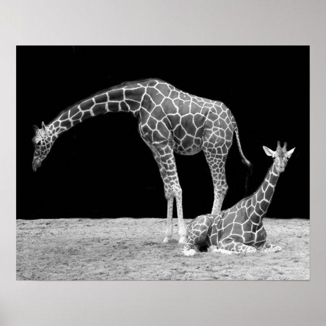 Two Giraffes in Black and White Poster (Front)