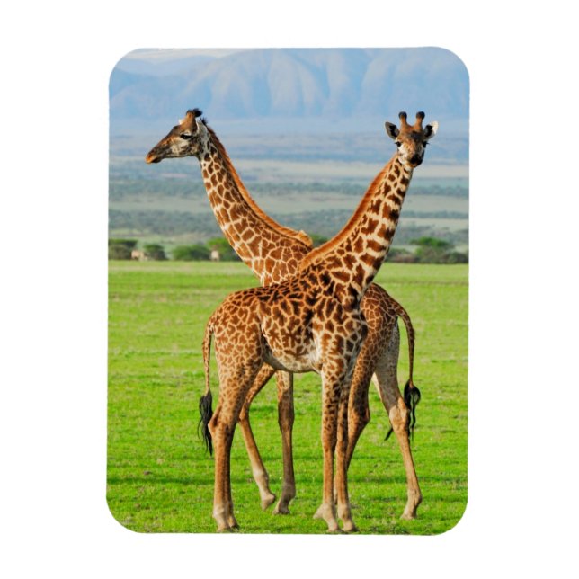 Two Giraffes Magnet (Vertical)