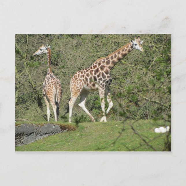 Two Giraffes Postcard (Front)