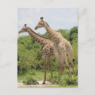 Two Giraffes Postcard