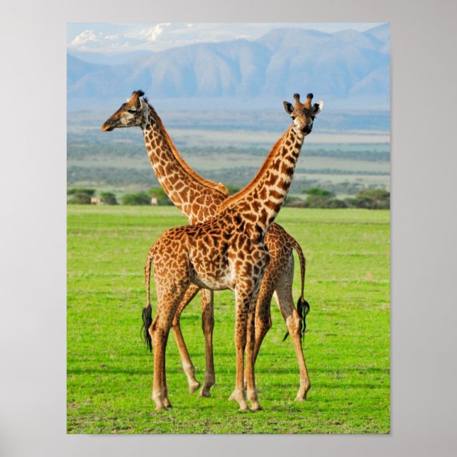 Two Giraffes Poster (Front)