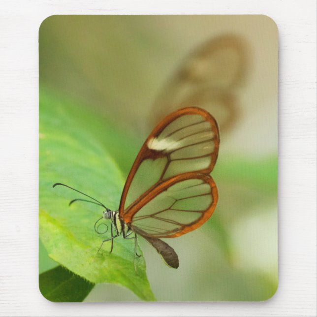 Two Glass winged butterflies Mouse Pad (Front)