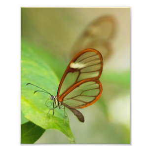 Two Glass winged butterflies Photo Print