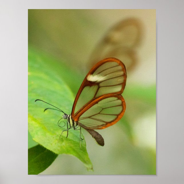 Two Glass winged butterflies Poster (Front)