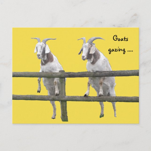 Two Goats Gazing Over the Fence Postcard (Front)