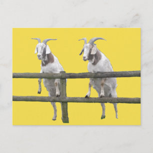 Two Goats Looking Over the Fence Postcard