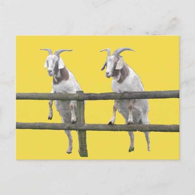 Two Goats Looking Over the Fence Postcard (Front)