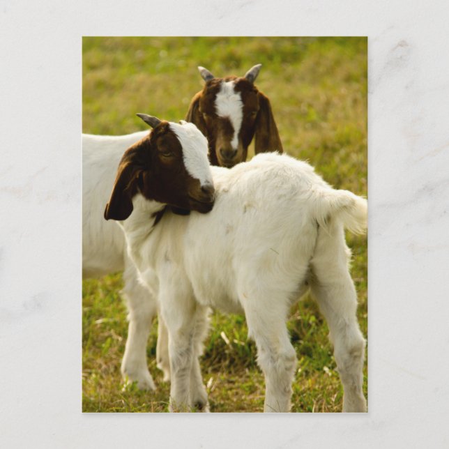 Two Goats Postcard (Front)