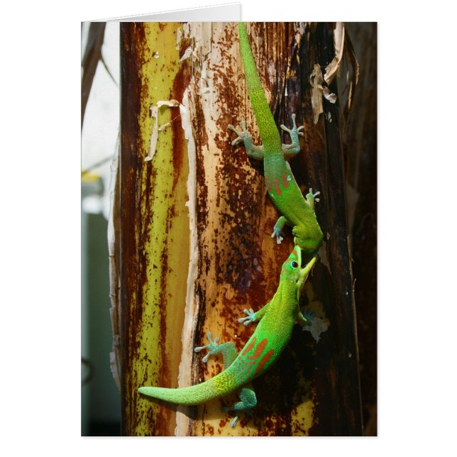 Two gold dust day geckos Phelsuma Laticauda (Front)