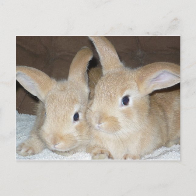 Two Golden Bunnies Postcard (Front)