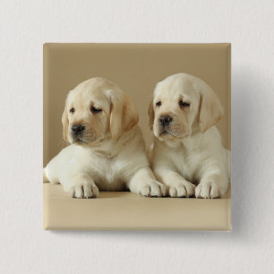 Two Golden Labrador Puppies 15 Cm Square Badge