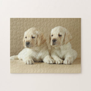 Two Golden Labrador Puppies Jigsaw Puzzle