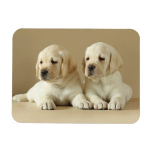 Two Golden Labrador Puppies Magnet