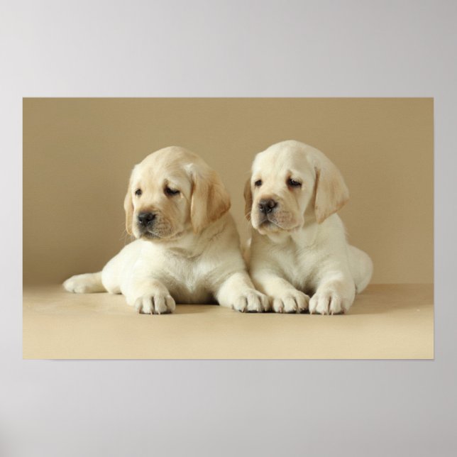 Two Golden Labrador Puppies Poster (Front)