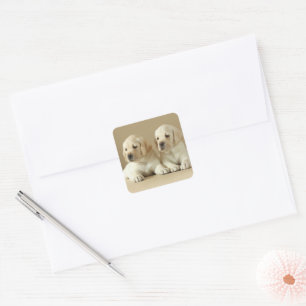 Two Golden Labrador Puppies Square Sticker