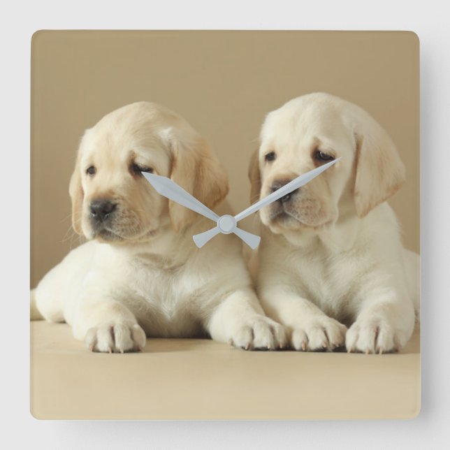 Two Golden Labrador Puppies Square Wall Clock (Front)