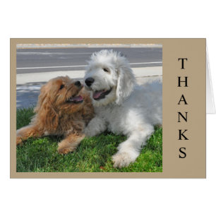 Two Goldendoodle puppy friends!