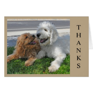 Two Goldendoodle puppy friends!