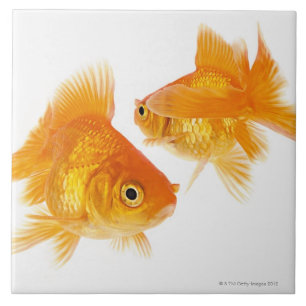 Two Goldfish Crossing Each Other Ceramic Tile