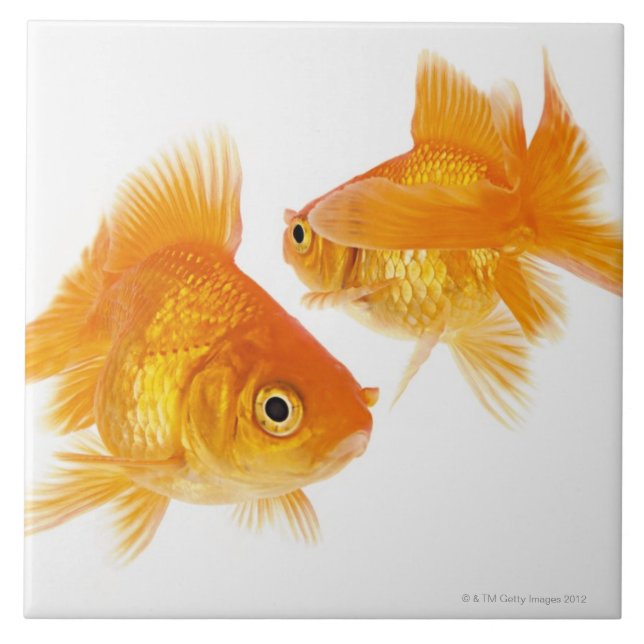 Two Goldfish Crossing Each Other Ceramic Tile (Front)