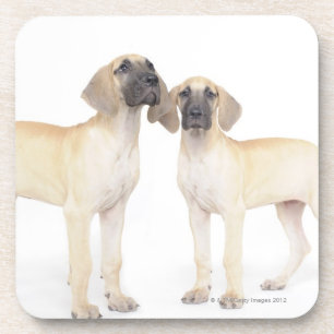 Two Great Danes Coaster