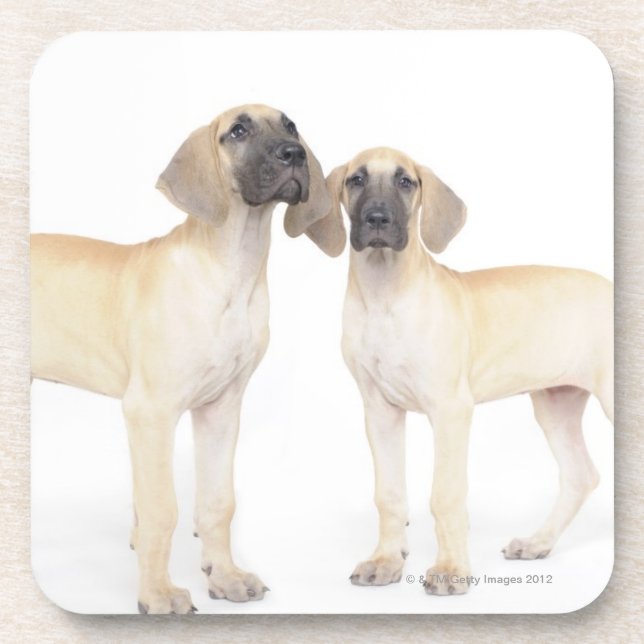 Two Great Danes Coaster (Front)