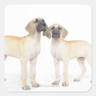 Two Great Danes Square Sticker