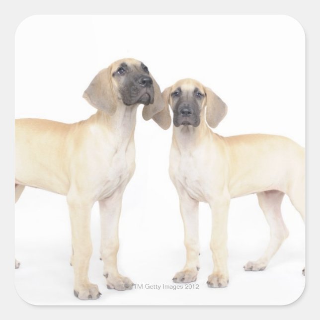Two Great Danes Square Sticker (Front)
