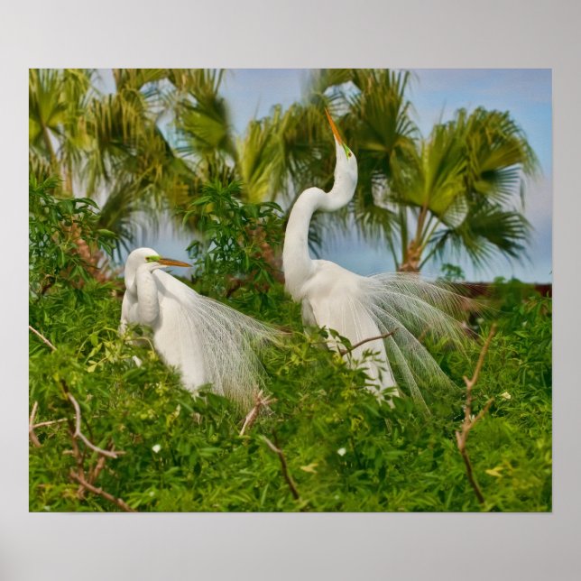 Two Great Egret Birds Print (Front)