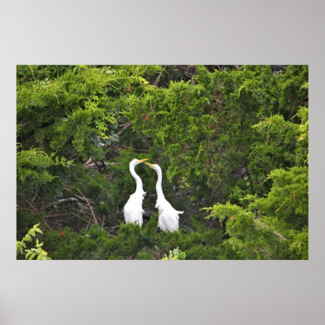 Two Great Egrets in Tree Poster (Front)