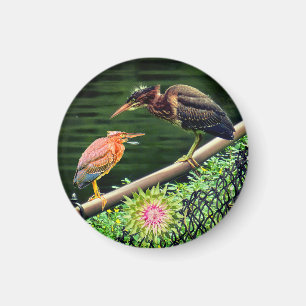 Two green herons magnet