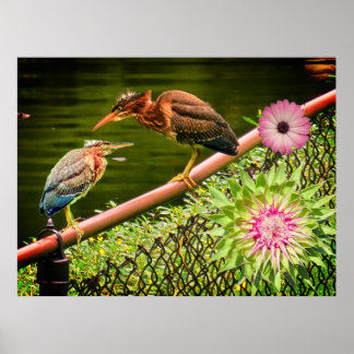 Two green herons poster